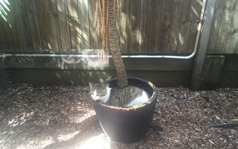 I am guarding this pot plant
